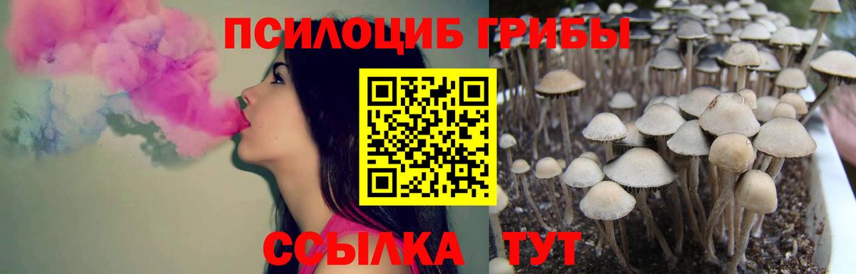 Псилоцибиновые грибы Cubensis Егорьевск